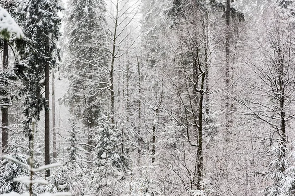 Vista panorámica del bosque de pinos con árboles altos cubiertos de nieve - foto de stock