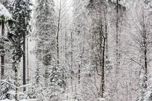 Scenic view of pine forest with tall trees covered with snow — Stock Photo