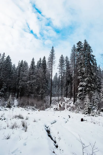 Vista panoramica della pineta con alberi alti ricoperti di neve — Foto stock