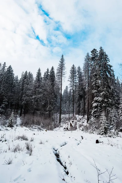 Vista panorámica del bosque de pinos con árboles altos cubiertos de nieve - foto de stock