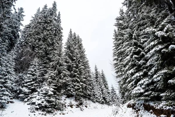 Vista panorámica de pinos cubiertos de nieve en las montañas - foto de stock