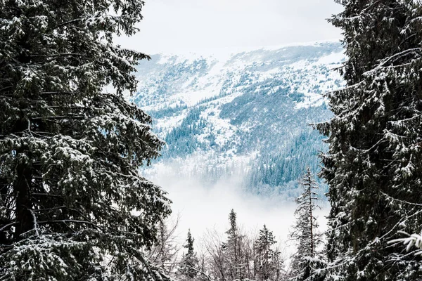 Vista panoramica sulle montagne innevate con pini — Foto stock