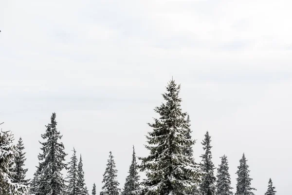 Vue panoramique sur les pins couverts de neige et de ciel pur — Photo de stock