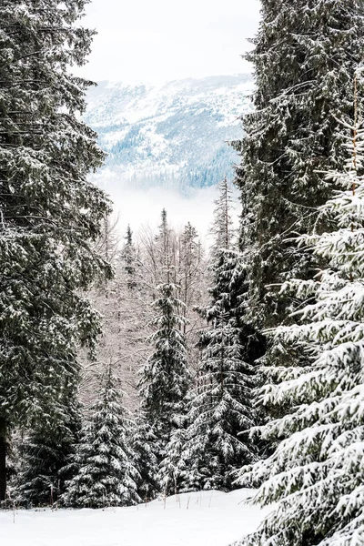 Vue panoramique sur les montagnes enneigées avec des pins — Photo de stock