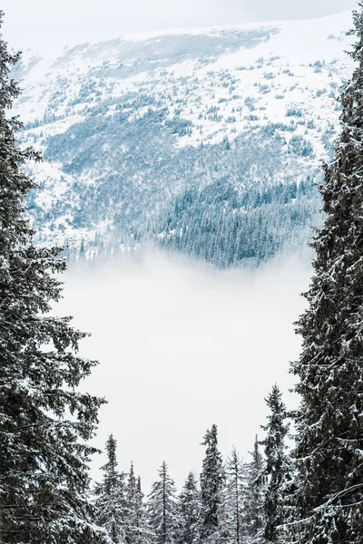 Scenic view of snowy mountains with pine trees and white fluffy clouds — Stock Photo