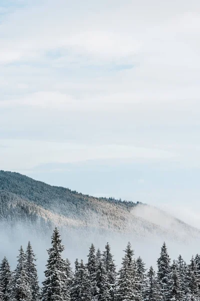 Vue panoramique sur la montagne enneigée avec des pins et des nuages blancs et duveteux — Photo de stock