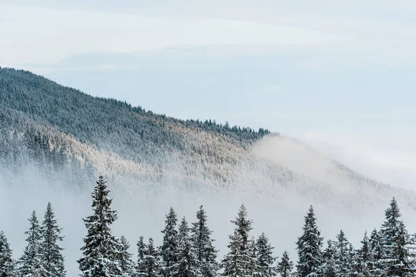 Мальовничий вид на засніжену гору з сосновими деревами та білими пухнастими хмарами — стокове фото