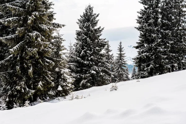 Vista panorámica de la montaña nevada con pinos - foto de stock