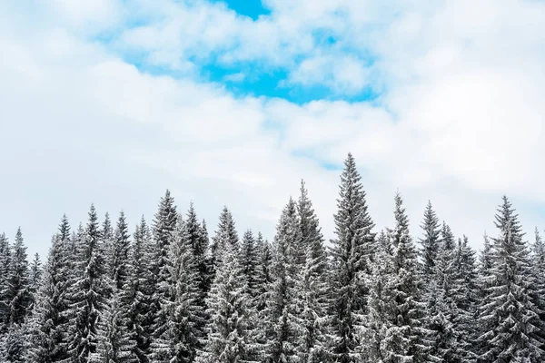 Malerischer Blick auf Kiefern mit Schnee und weißen, flauschigen Wolken bedeckt — Stockfoto