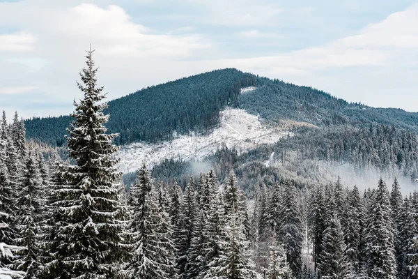 Vue panoramique sur les montagnes enneigées avec des pins et des nuages blancs moelleux — Photo de stock