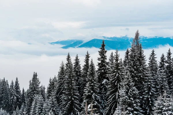 Vista panorámica del bosque con pinos en las montañas de invierno y nubes blancas esponjosas - foto de stock