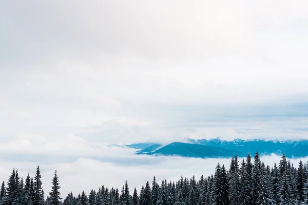 Scenic view of snowy mountains with pine trees and white fluffy clouds — Stock Photo