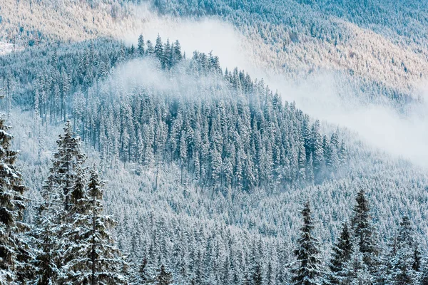 Vue panoramique sur les pins enneigés et les nuages blancs et duveteux en montagne — Photo de stock