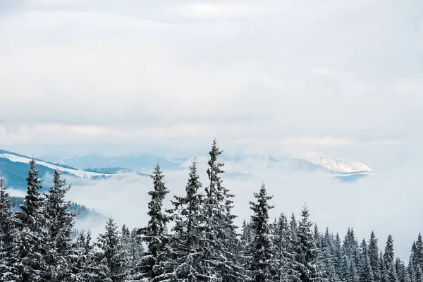 Vista panoramica sulle montagne innevate con pini e nuvole bianche e morbide — Foto stock