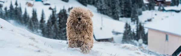 Niedlicher flauschiger Hund in schneebedeckten Bergen mit Kiefern, Panoramaaufnahme — Stockfoto