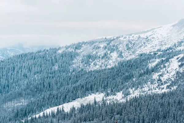 Vista panoramica delle montagne innevate con pini in bianche nuvole soffuse — Foto stock