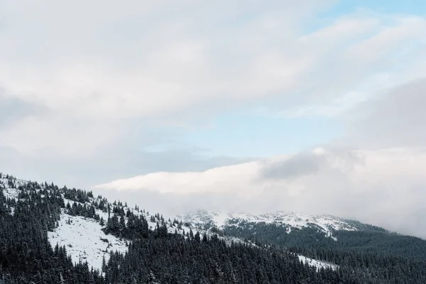 Vista panorâmica de montanhas nevadas com pinheiros em nuvens brancas fofas — Fotografia de Stock
