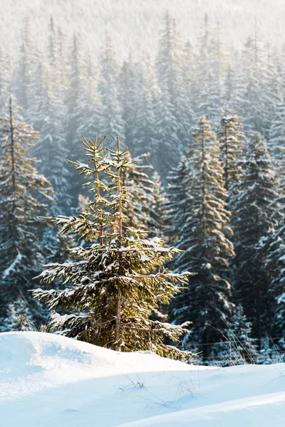 Vista panoramica di pini ricoperti di neve al sole — Foto stock