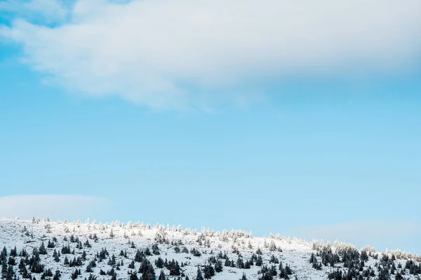Vue panoramique sur une colline enneigée avec des pins aux nuages blancs et duveteux dans le ciel — Photo de stock