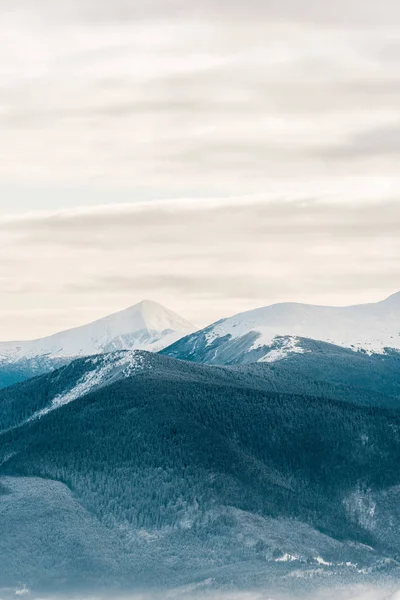 Мальовничий вид на засніжені гори з сосновими деревами в білих пухнастих хмарах — стокове фото