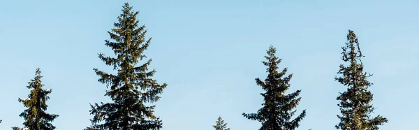 Malerischer Blick auf grüne Kiefern mit Schnee bedeckt im Sonnenlicht auf blauem Himmel Hintergrund, Panoramaaufnahme — Stock Photo