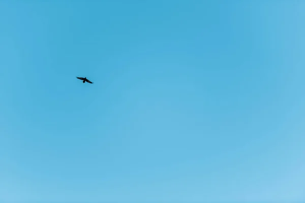 Scenic view of bird flying in pure blue sky — Stock Photo