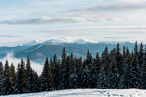 Vista panoramica delle montagne innevate con pini in bianche nuvole soffuse — Foto stock