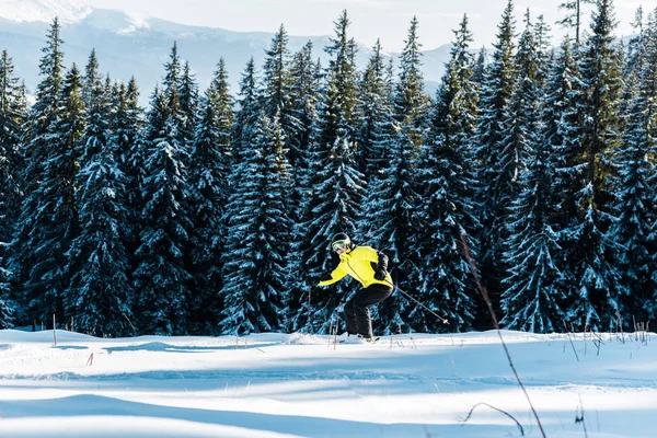 Skier holding ski sticks and skiing on snow near pines — Stock Photo