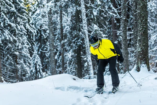 Skier in helmet holding ski sticks while standing near pines in winter — Stock Photo