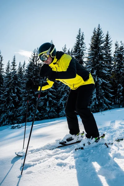 Skier in goggles and helmet skiing on snow near firs — Stock Photo