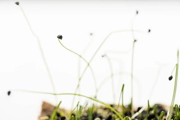 Visão de perto de brotos de microgreens com sementes isoladas em branco — Fotografia de Stock