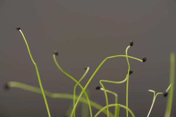 Macro shot of seeds on sprouts of microgreens isolated on grey — Stock Photo