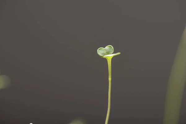 Enfoque selectivo de microverde con hojas verdes aisladas en gris - foto de stock