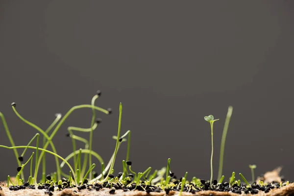Seeds and sprouts of microgreens isolated on grey — Stock Photo