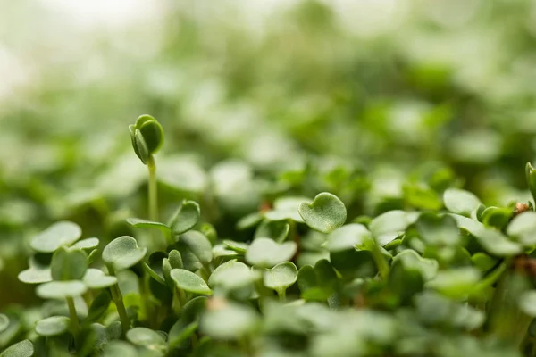 Enfoque selectivo de hojas verdes de microgreens - foto de stock