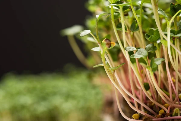 Close up view of microgreens isolated on black — Stock Photo