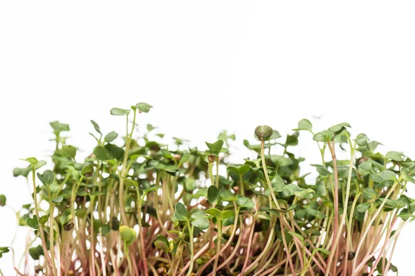 Microgreens con hojas verdes aisladas en blanco - foto de stock