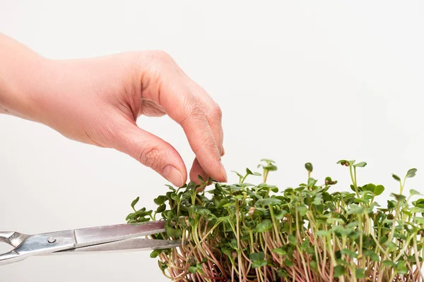 Vista cortada de mulher com tesoura cortando microgreens isolados em branco — Fotografia de Stock