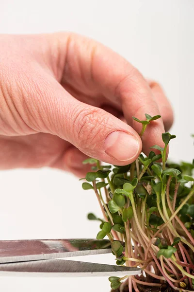 Vista de cerca de una mujer cortando microgreens con tijeras aisladas en gris - foto de stock