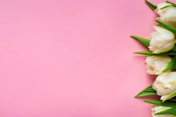 Draufsicht auf weiße Tulpen auf rosa Hintergrund mit Kopierraum — Stockfoto