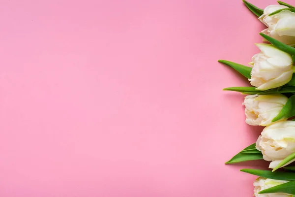 Top view of white tulips on pink background with copy space — Stock Photo