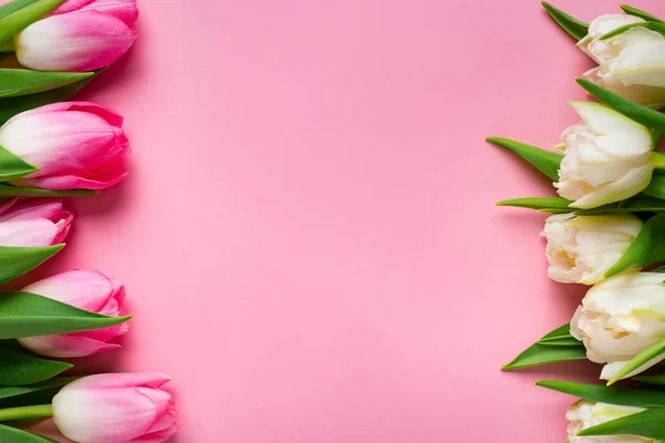 Draufsicht auf Reihen weißer und pinkfarbener Tulpen auf rosa Hintergrund — Stockfoto