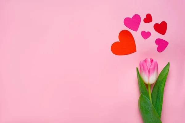 Top view of paper hearts and tulip on pink background with copy space — Stock Photo
