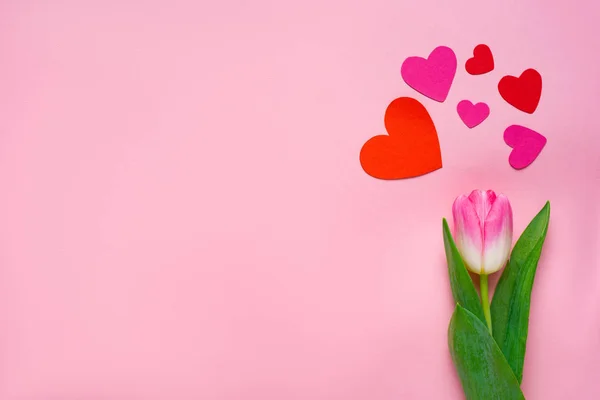 Vista dall'alto di cuori di carta e tulipano su sfondo rosa con spazio di copia — Foto stock