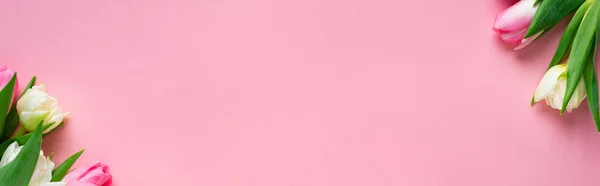 Draufsicht auf Tulpen auf rosa Hintergrund mit Kopierraum, Panoramaaufnahme — Stockfoto