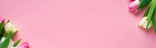 Top view of tulips on pink background with copy space, panoramic shot — Stock Photo