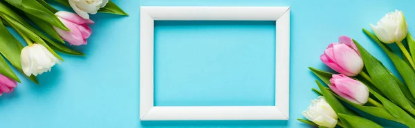 Вид сверху на белую пустую рамку возле тюльпанов на голубом фоне, панорамный снимок — стоковое фото