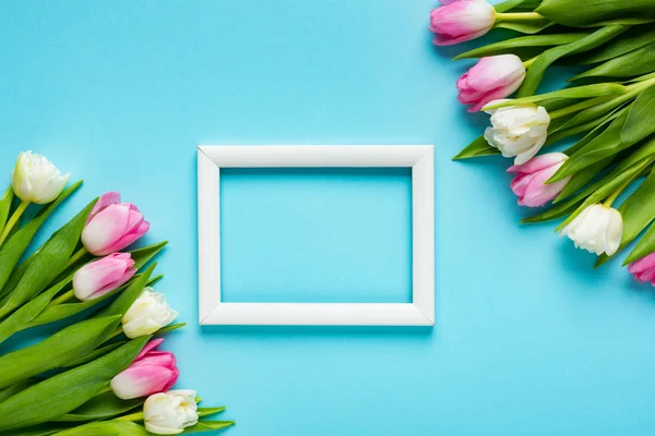 Vista superior da moldura branca vazia perto de tulipas no fundo azul — Fotografia de Stock