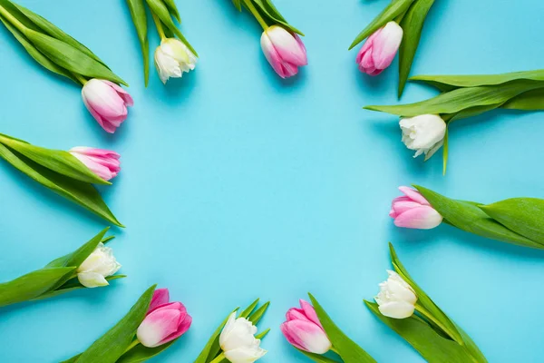 Top view of circle frame of tulips on blue background — Stock Photo