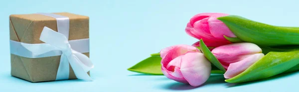 Panoramic shot of gift box with bow and pink tulips on blue background, panoramic shot — Stock Photo